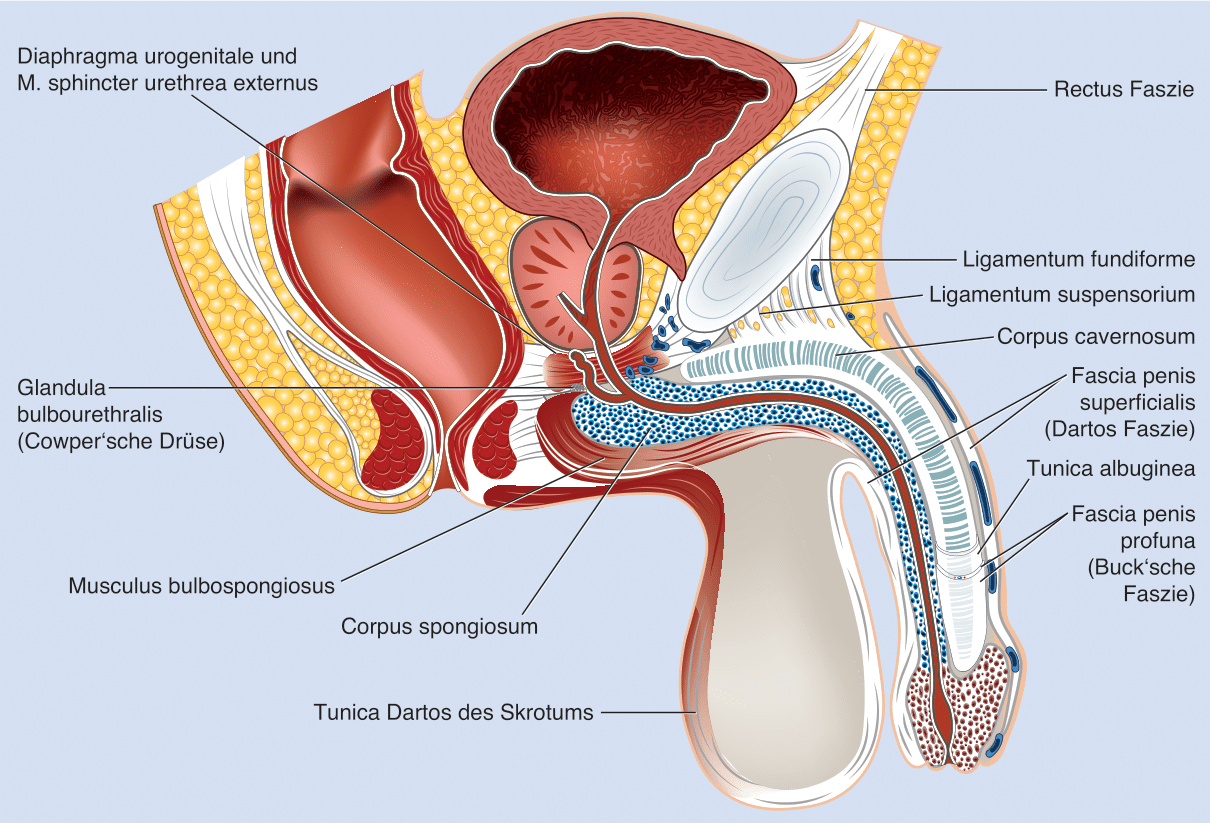 Penisvergrößerung Berlin | Mira Beau